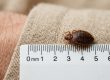 Can You See Bed Bugs With the Naked Eye? | Visual Guide