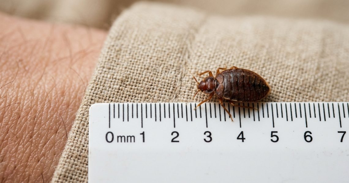 Can You See Bed Bugs With the Naked Eye? | Visual Guide
