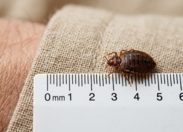 Can You See Bed Bugs With the Naked Eye? | Visual Guide
