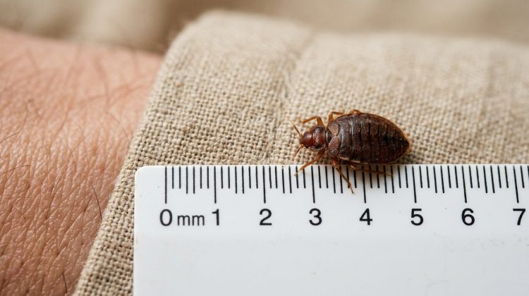 Adult bed bugs are visible to the naked eye at 4-7mm long. Learn how bed bug size varies by life stage and why they