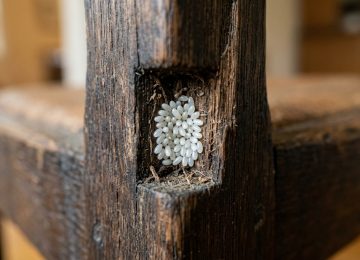 What Do Bed Bug Eggs Look Like? Photos & ID Guide | 2025