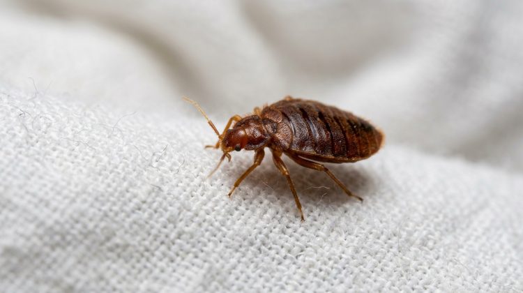 Adult bed bugs are reddish-brown, apple-seed-sized, and flat. Learn to identify all life stages, eggs, fecal spots, and common look-alikes with this visual guide.